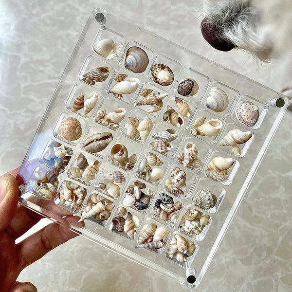 ORIGINAL DESIGN - Acrylic Magnetic Seashell Display Box